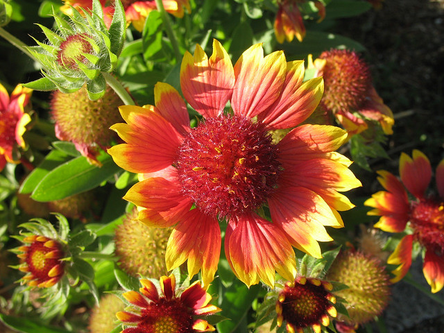 Blanket Flower